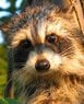 Coon crop.jpg