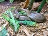 king_cobra01.jpg