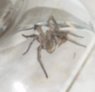 big spider 1.jpg