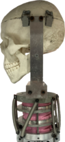 Isolated skull.png
