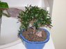 bonsai.jpg