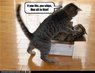shipthe kitty.jpg