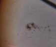 Sunspot Detail.jpg
