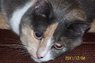 Misty_7550 .JPG