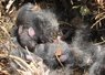 baby_wabbits.jpg