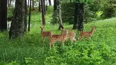 Four fawns.webp