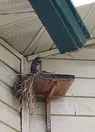Robin.webp