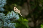 L1010161.webp