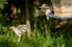 L1010521.webp