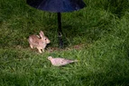 L1010634.webp