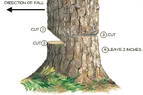 cutting-method-for-tree-felling.webp