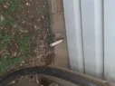 close up view of drainage pipe in backyard.webp