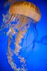 L1002481.webp