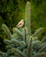 L1010087.webp