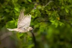 L1010094-2.webp