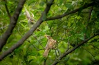 L1010371.webp