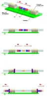 Macroscopic.webp