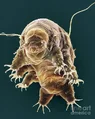 tardigrade2.webp