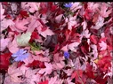 IMG_20251003_054609.webp