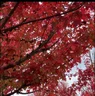 IMG_20251003_054911.webp