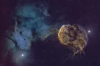 Jellyfish2025_Final_SmallForPF.webp