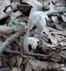 ghostFlower.webp
