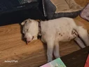 fae sleeping.webp
