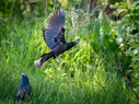 L1030812.webp