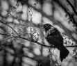 L1030904.webp