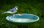 L1031040.webp