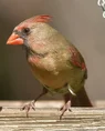DSC_8374.webp