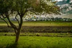 L1003846.webp