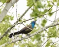 L1050244.webp