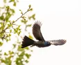 L1040624.webp