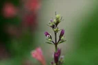DSC_0488.webp