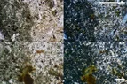 Montage2.webp