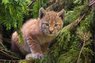 Lynx.jpg