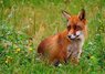 Red Fox.jpg