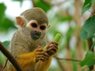 Squirrel Monkey.jpg