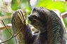 Three-toed Sloth.jpg