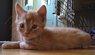MyCat1a.jpg