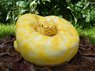 snake cake.jpg