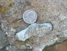 044 brachiopod nickel e.jpg
