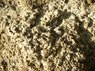 fossils tons.jpg