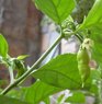 ghost peppers.jpg