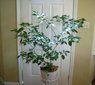 ghost pepper 10-06-12.jpg