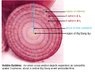 Onion Rings.png