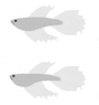 bettas.gif