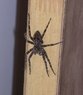 wolf spider.jpg