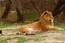 liger.jpg